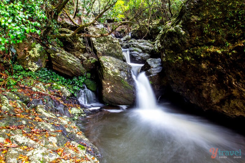 Guide To Springbrook National Park's Best Walks