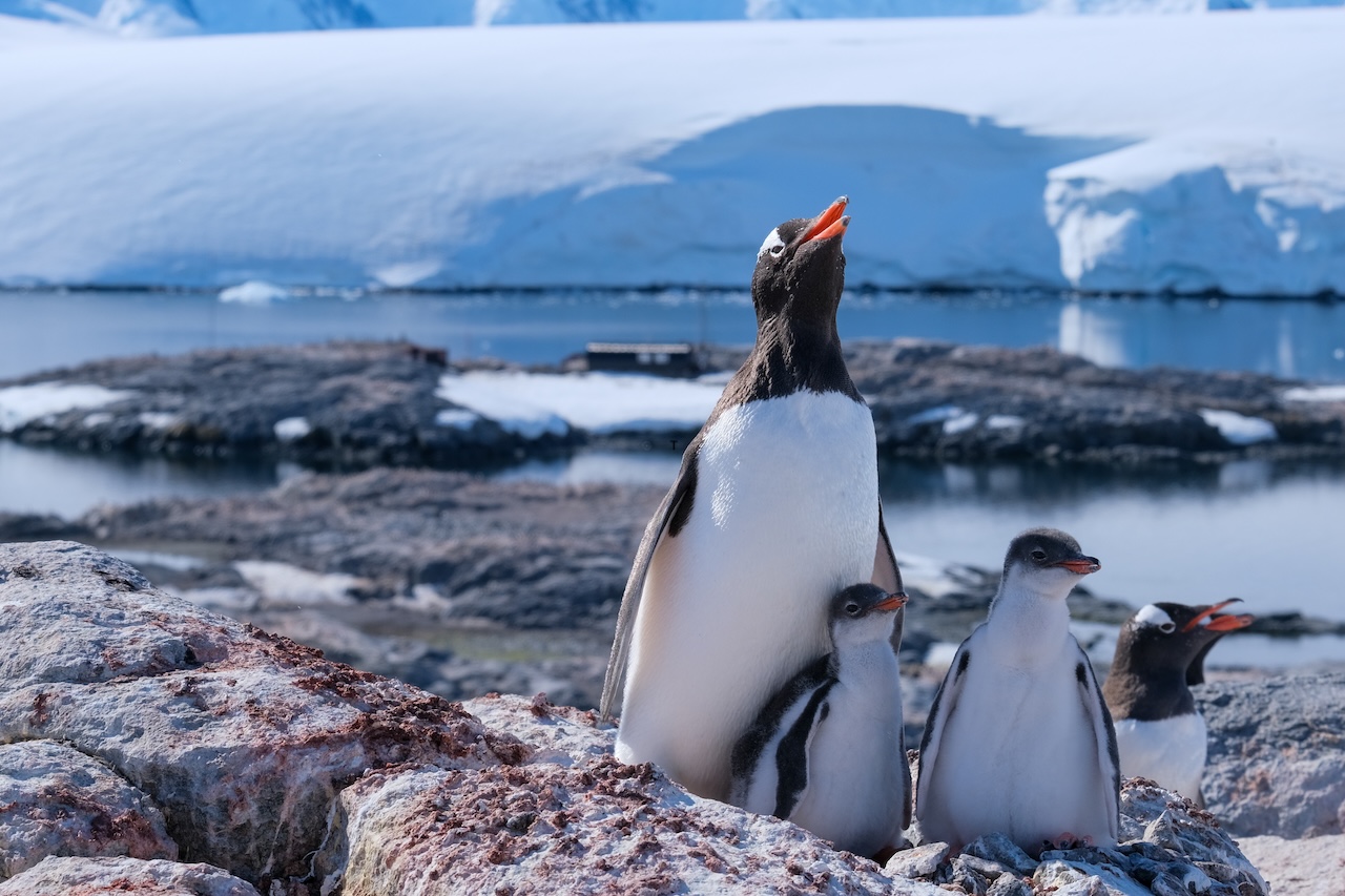 5 Antarctic destinations not to miss on your expedition cruise
